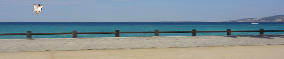 海