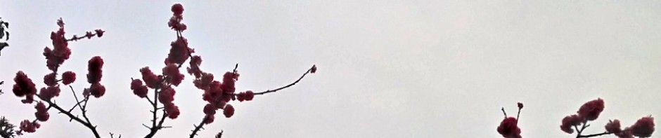 cropped-sakura.jpg