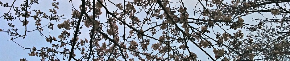 cropped-sakura2015.jpg