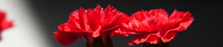 carnation