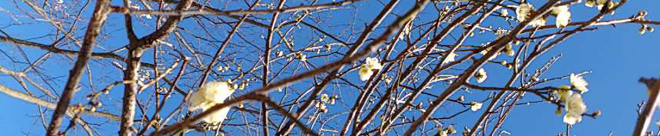 ume