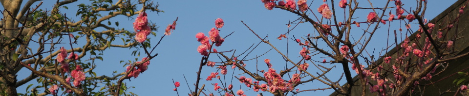 sakura
