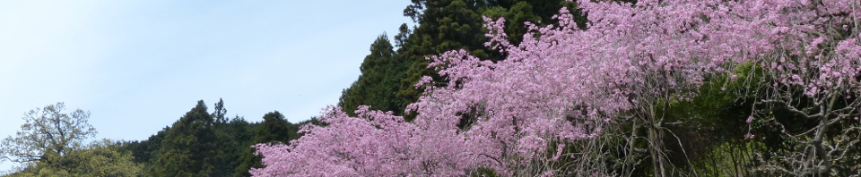 shidare